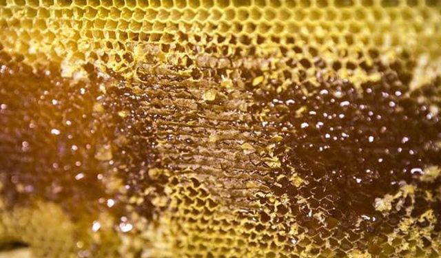 Dünya Arı Günü kutlanıyor: Dünya Arı Günü neden önemli?