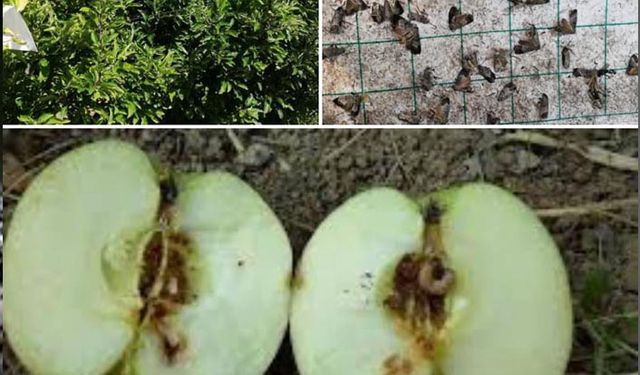 Elma iç kurdu zararlısına karşı mücadele zamanına dikkat!