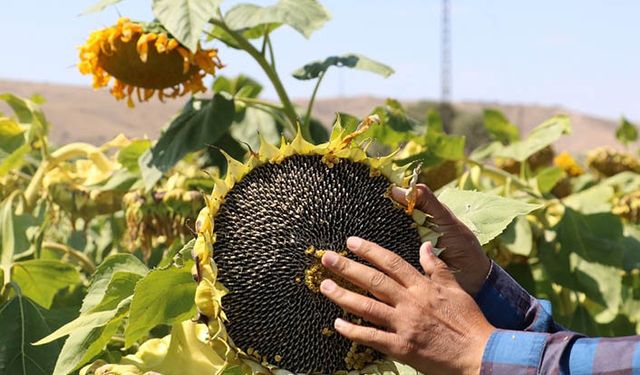 Konya'da çiftçi mağdur olunca ayçiçek ekmedi üretim yüzde 20 düştü!