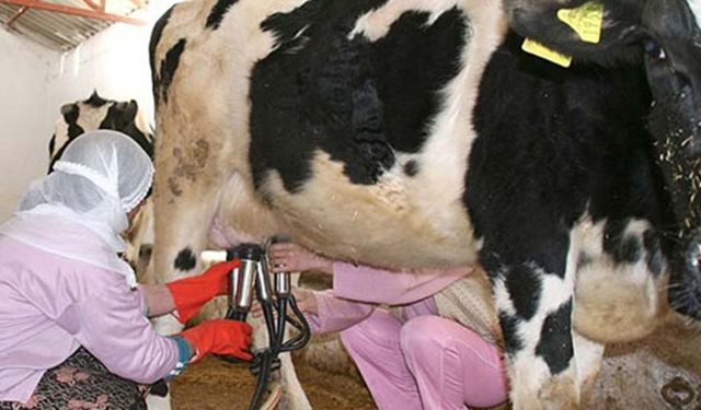 Tarım Bakanlığı açıkladı! Toplanan inek sütü miktarı yükseldi!