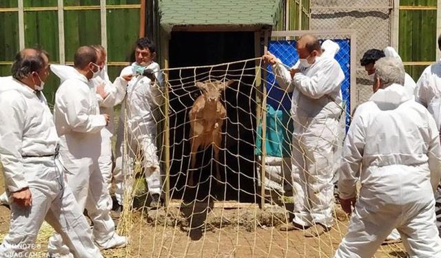 Tarım Bakanlığı: Alageyiklerin yaşam alanı artırılıyor