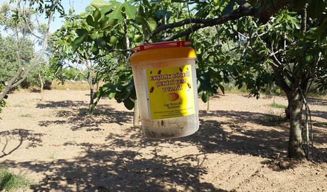 Tarım İl Müdürlüğü: Üreticilere ekşilik böceği tuzağı dağıttı