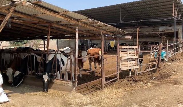 Yem desteğinden kimler yararlanacak? Hangi hayvanlara yem desteği verilecek?