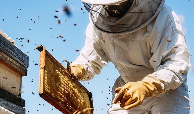 Arılar olmazsa insanoğlu yalnızca dört yıl yaşayabilir