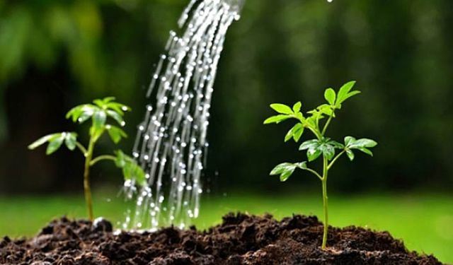 Bakanlıktan tohum açıklaması: 939 firmanın 40'ı yabancı!