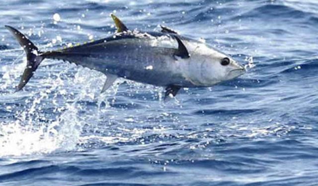 Bekir Pakdemirli'den Orkinos Avcılığı ile ilgili açıklama