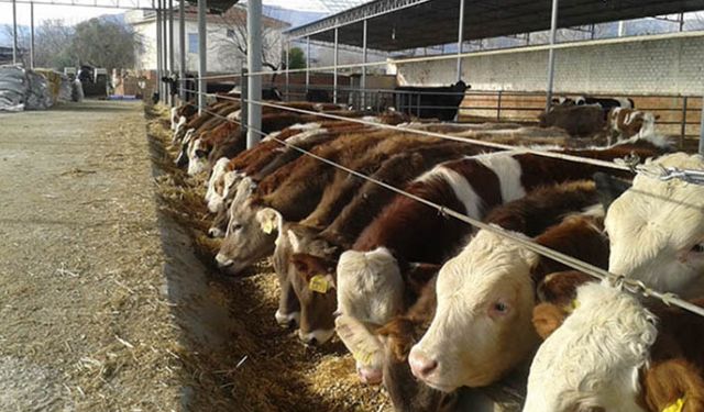 Besilik hayvanda ithalat kapısı yeniden açıldı!