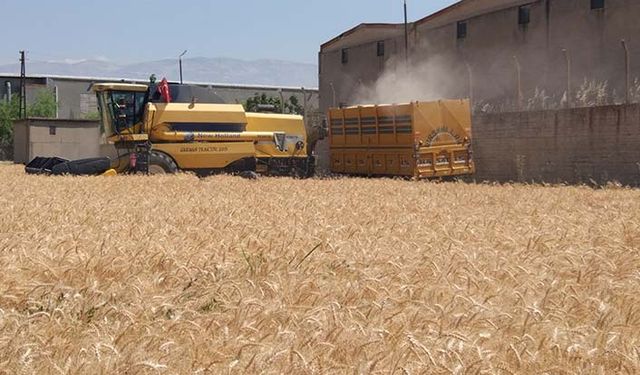Buğdayda yerli çeşitlerin deneme hasatları yapıldı