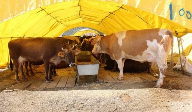 Çankaya'da kurban satış yeri başvuruları başlıyor