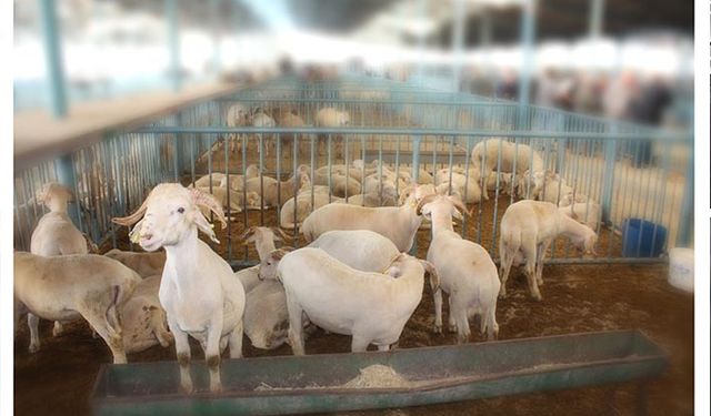 Denizli'de hayvan pazarları açıldı tedbirlere uyulması istendi