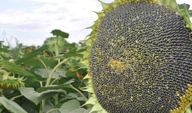 Diyarbakır'da çiftçiye 234 milyon lira yağlı tohumlu bitkiler destek ödemesi