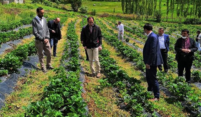 Giresun'da çilek bahçeleri çiftçinin yüzünü güldürdü