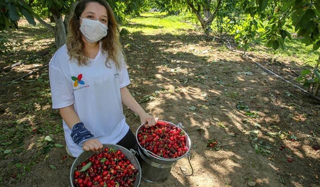 Gönüllüler devreye girdi Kemalpaşalı kiraz üreticileri rahat nefes aldı