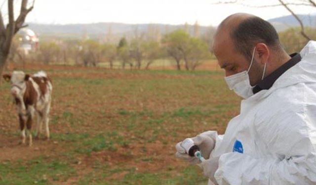 Kahramanmaraş'ta hayvan sağlığı ve yapılan aşı miktarı