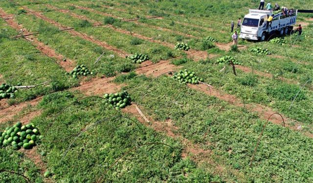 Karpuz üretici havaların ısınmasını bekliyor