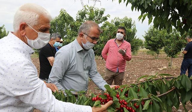 Kiraz yetiştiriciliği düşük rakımlı bölgelerde yapılır mı?