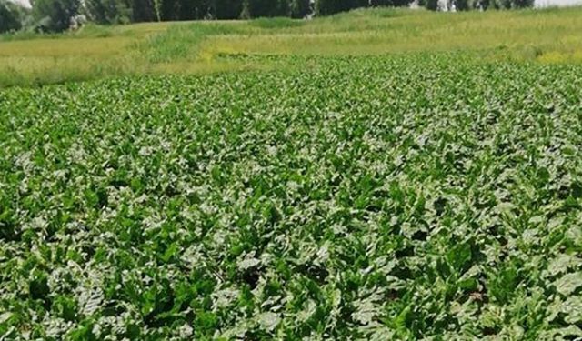 Konya Şeker'den yerli ve milli tohumda önemli adım: Şeker pancarı tohumunda çalışmalar başladı