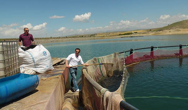 Tarım İl Müdürlüğü: Alabalık hasadında üreticileri yalnız bırakmadık