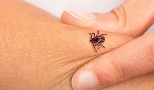Tarım İl Müdüründen kene uyarısı: Risk yüksek!