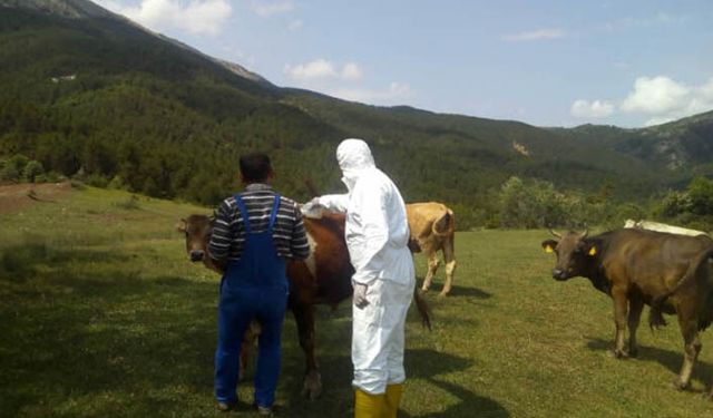 Tarım Orman İl Müdüründen kene uyarısı