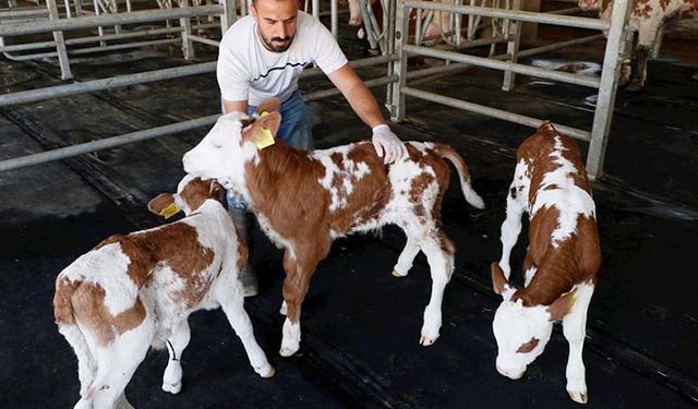 TİGEM'de üçüz buzağı sevinci buzağılara ve annelerine özenle bakılıyor