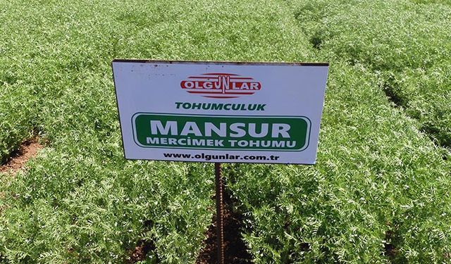 Tohuma teknolojik yatırımlar yapan Olgunlar Tohumculuk 10 ülkeye ihracat yapıyor