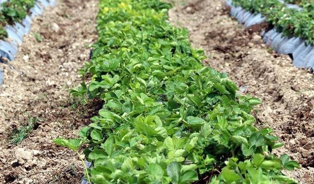 Türkiye'nin çilek fidesi ihtiyacının yarısının Kayseri'de üretildiğini biliyor muydunuz?