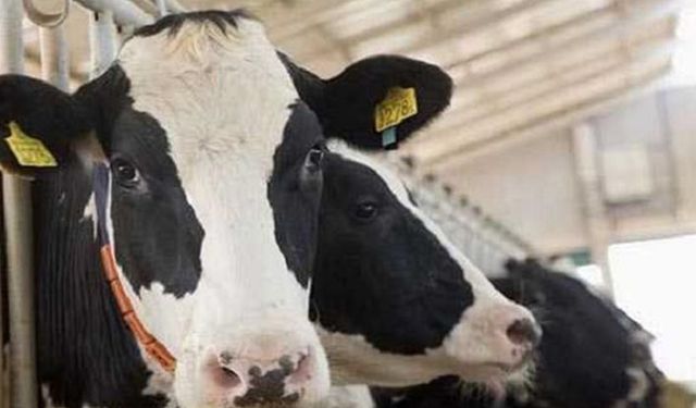 Yağlı tohum ve besi destekleri ödeniyor