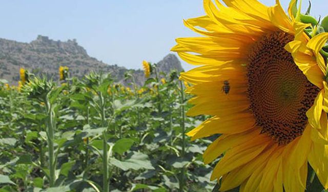 Yağlı tohumlar fark destekleri ödeniyor