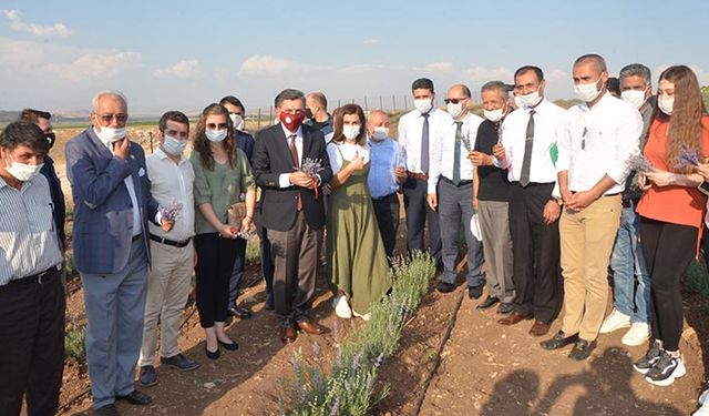 Batman'da lavantanın ilk hasadı yapıldı