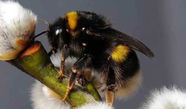 Bombus arı desteğinden kaç üretici faydalandı?