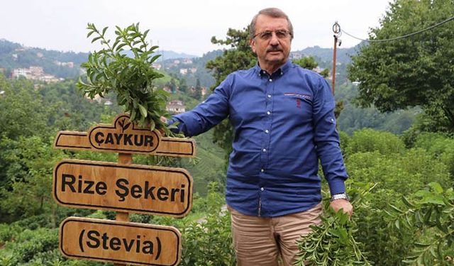ÇAYKUR'da Stevia tartışması: Bakanı bile yanılttılar!