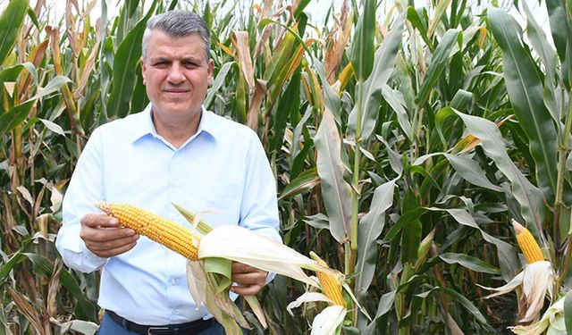 CHP’li Barut'tan mısır çağrısı: Mısır üreticileri endişeli!