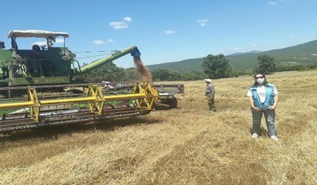 Fatura karşılığı satılan buğday ve arpaya 25 kuruş destek verilecek