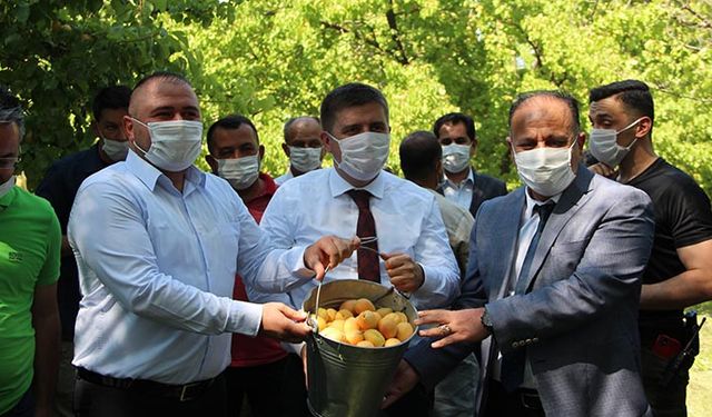 Iğdır'da kayısı hasadı