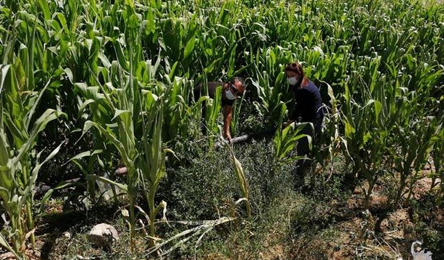 Köylü evinden çıkamayınca İlçe Tarım Müdürlüğü personeli sahaya indi
