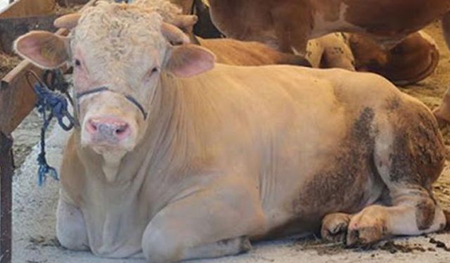 Kurban kesim yerleri ve kesim ücretleri belirlendi