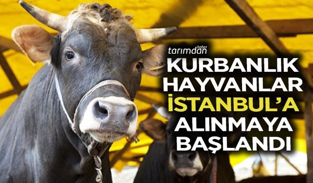 Kurbanlık hayvanlar İstanbul’a alınmaya başlandı