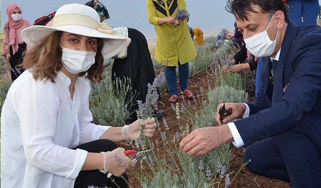 Lavanta bahçesinde lavanta hasadı etkinliği