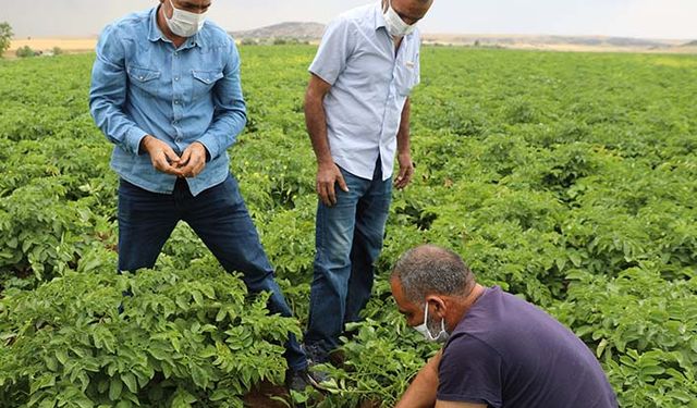 Patates hasadı bin kişi istihdam ediliyor