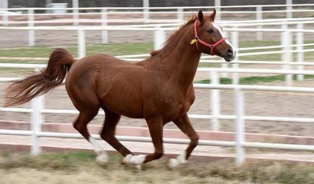 Safkan Arap tayları yapılacak ihale ile satılacak