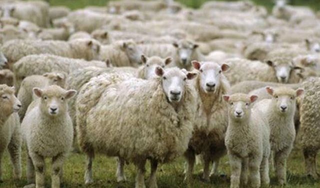 Türkiye'nin küçükbaş hayvan sayısı ne kadar oldu? Bakan Pakdemirli açıkladı