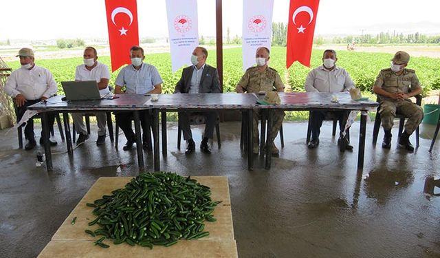 Turşuluk hıyarı DİTAP üzerinden aldı