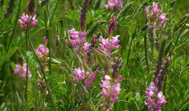 Yem bitkileri yetiştiriciliği