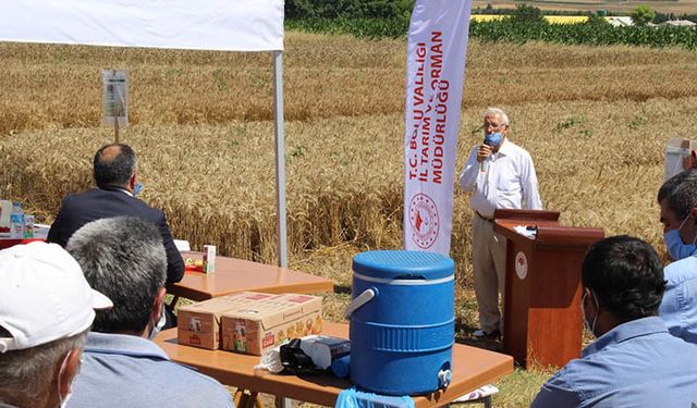 Yerli ve milli buğday tohumu ile verim 4'e katlandı