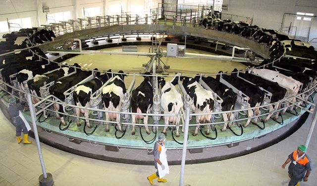 Arjantin ve Uruguay'dan sonra en ucuz çiğ süt Türkiye'de!