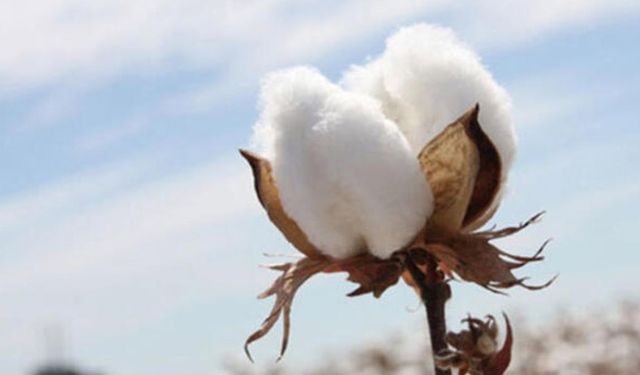 Burkina Faso ve Suriye’den pamuk ithal ediliyor
