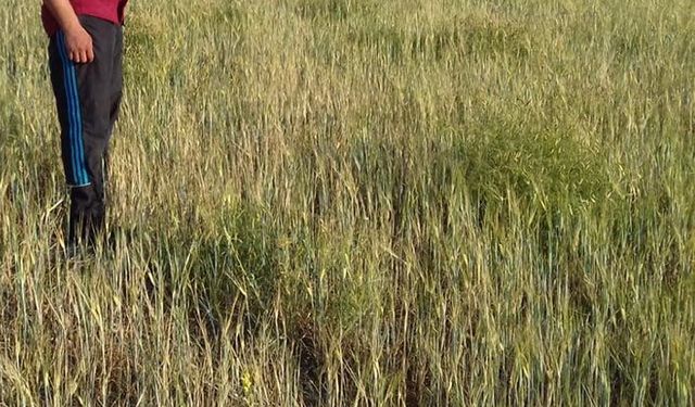 Çiftçi tarlada mağdur il müdürlüğü reklam derdinde!