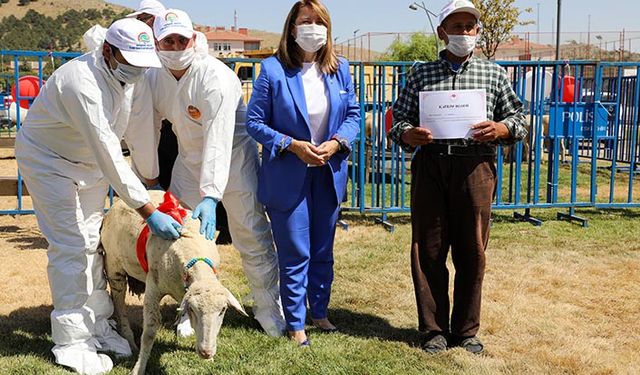 Eskişehir'de yetiştiricilere kurayla damızlık koç dağıtıldı