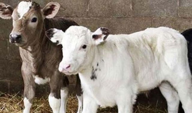 Giresun'da buzağı destekleri hesaplara yatırıldı